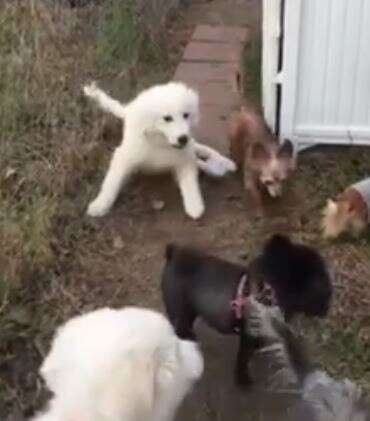 great pyrenees puppies learning to walk