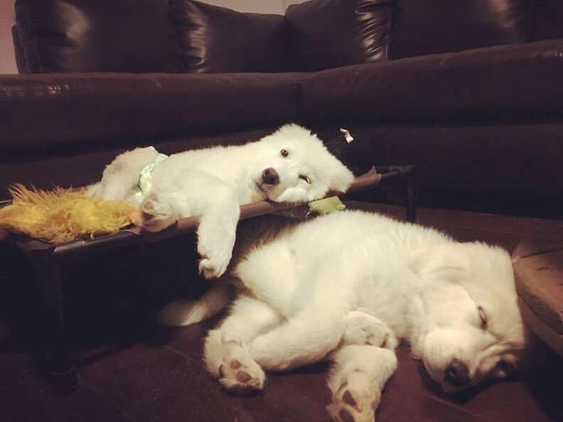 great pyrenees puppies sleeping
