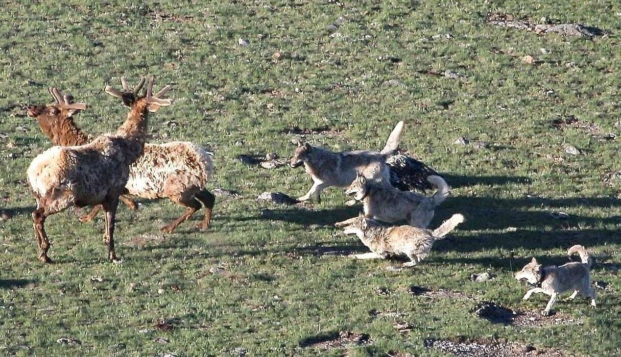 Do Wolves Kill Dogs