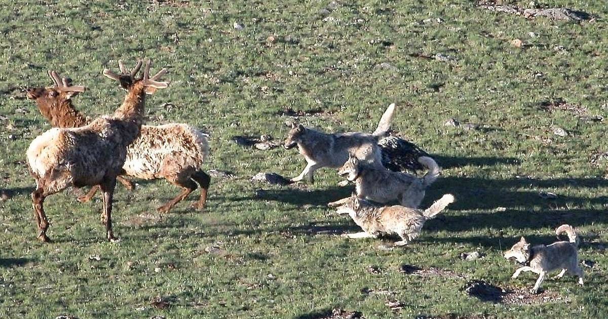 Yes, Wolves Killed 19 Elk. But What Does It Mean? - The Dodo