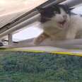 Cat Accidentally Hitches A Ride On The Outside Of Plane