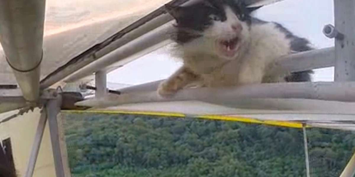 Cat Accidentally Hitches A Ride On The Outside Of Plane - The Dodo