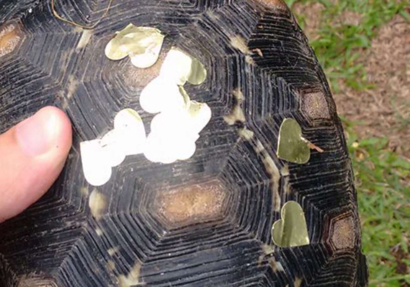 Man Finds Proof His Tortoise Has Been Partying Without Him - The Dodo