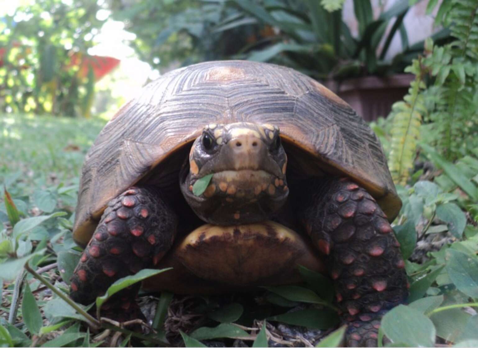 Man Finds Proof His Tortoise Has Been Partying Without Him - The Dodo