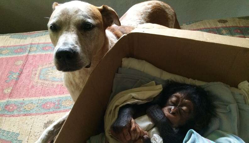 Dog Comforts Lonely Chimps Who've Lost Their Families - The Dodo