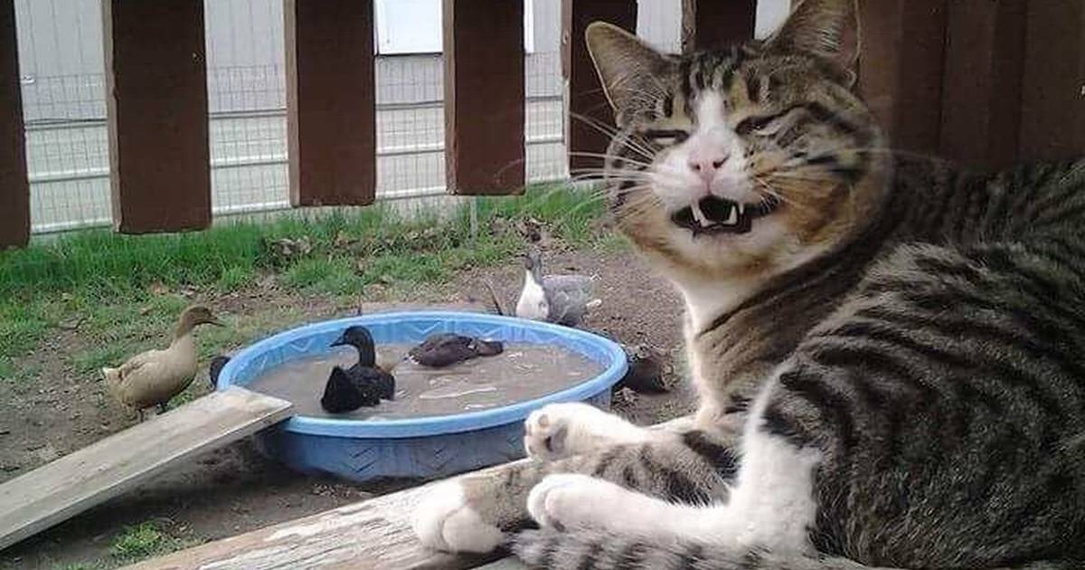 Cats and online ducks