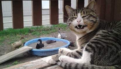 Cats Who Secretly Love Ducks But Shhh Don T Tell Anyone The Dodo