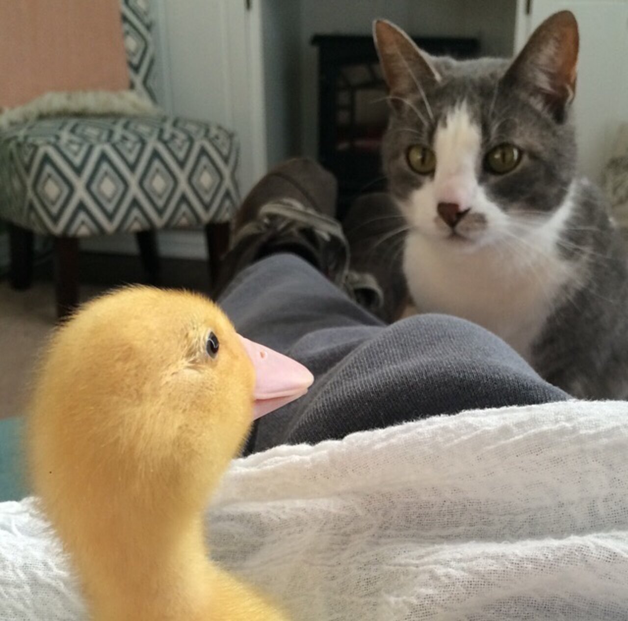 Cats Who Secretly Love Ducks But Shhh Don't Tell Anyone The Dodo
