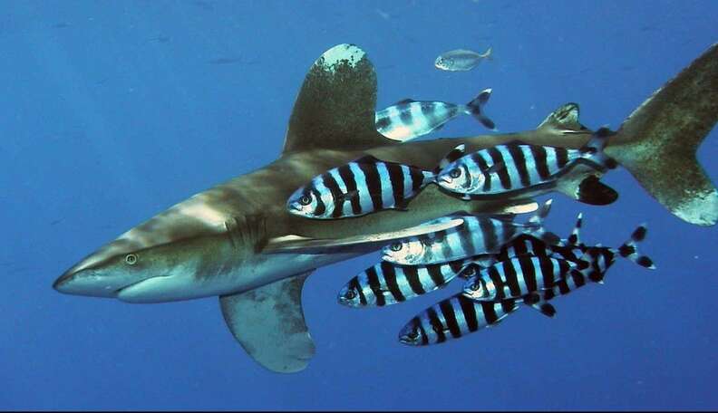 Tiny Pilot Fish HUGE BULLSHARK #viral #sealife #scubadiving #shark  #pilotfish @african.watersports @mark2watch While pilot fish can b