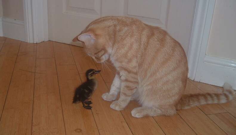 Cats Who Secretly Love Ducks But Shhh Don t Tell Anyone The Dodo