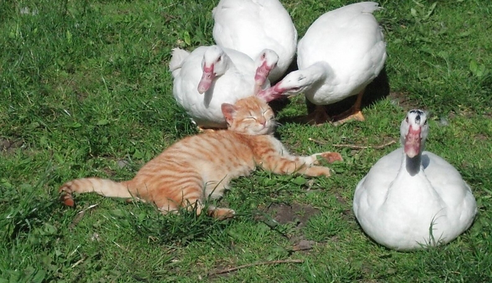Cats Who Secretly Love Ducks But Shhh Don't Tell Anyone The Dodo