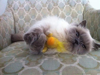 Cats Who Secretly Love Ducks But Shhh Don T Tell Anyone The Dodo