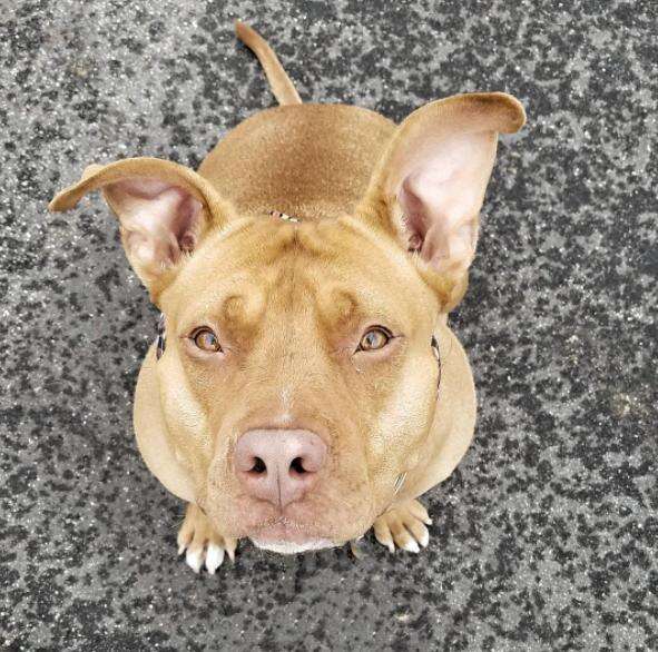 pit bull wears bandanas to fight breed discrimination