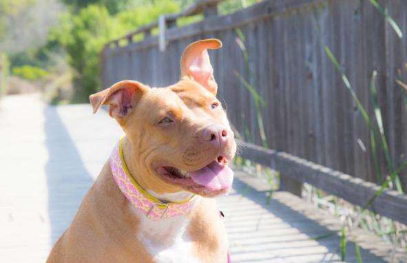 pit bull wears bandanas to fight breed discrimination 