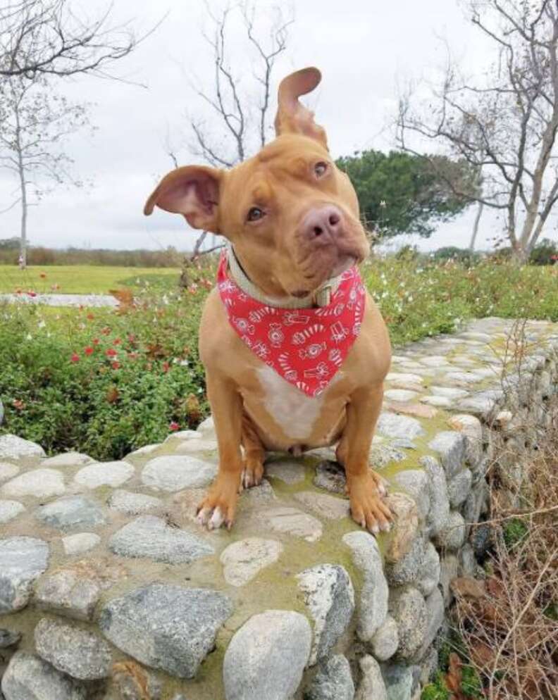 Pitbull store with bandana