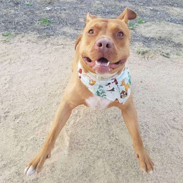 pit bull wears bandanas to fight breed discrimination 