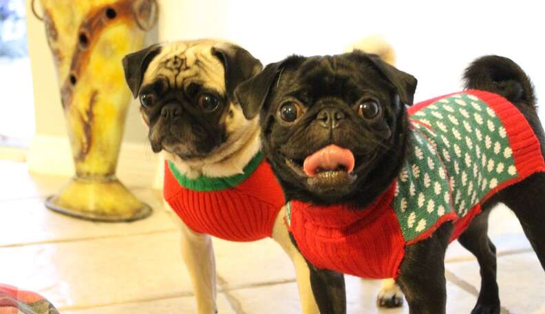 Christmas jumpers 2025 for pugs