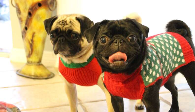 Jumpers 2024 for pugs