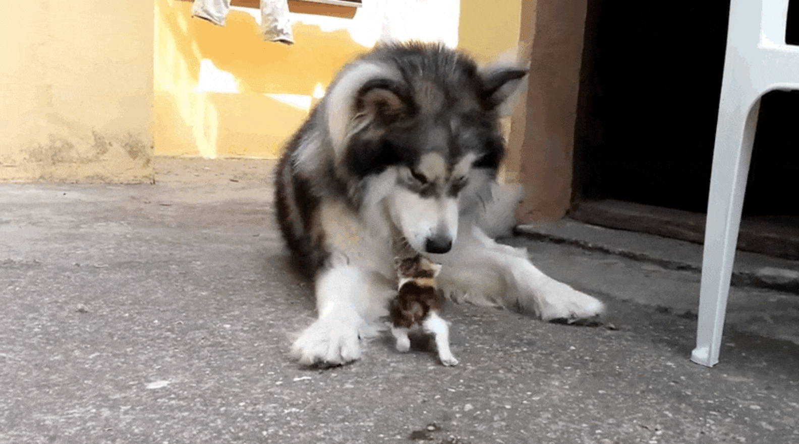 Big Dog Has The Best Reaction To Meeting Tiny Orphaned Kitten - The Dodo