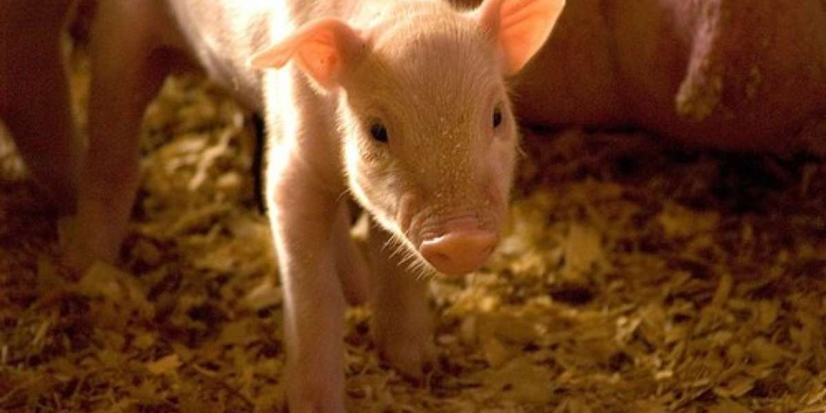 5 Investigations We Wouldn't Know About If Ag-Gag Laws Were Common ...
