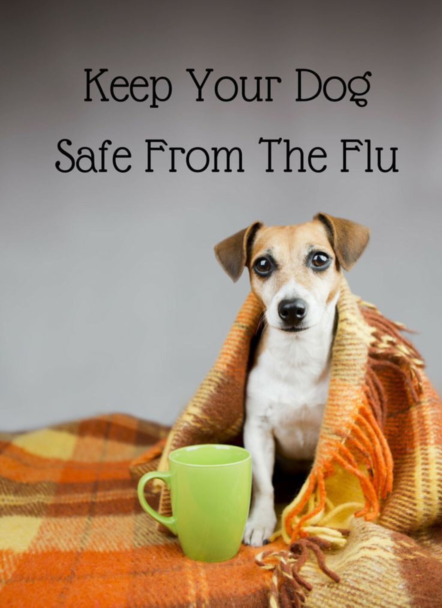 Dog Flu Is Spreading — Here's How You Can Keep Your Pup Safe The Dodo