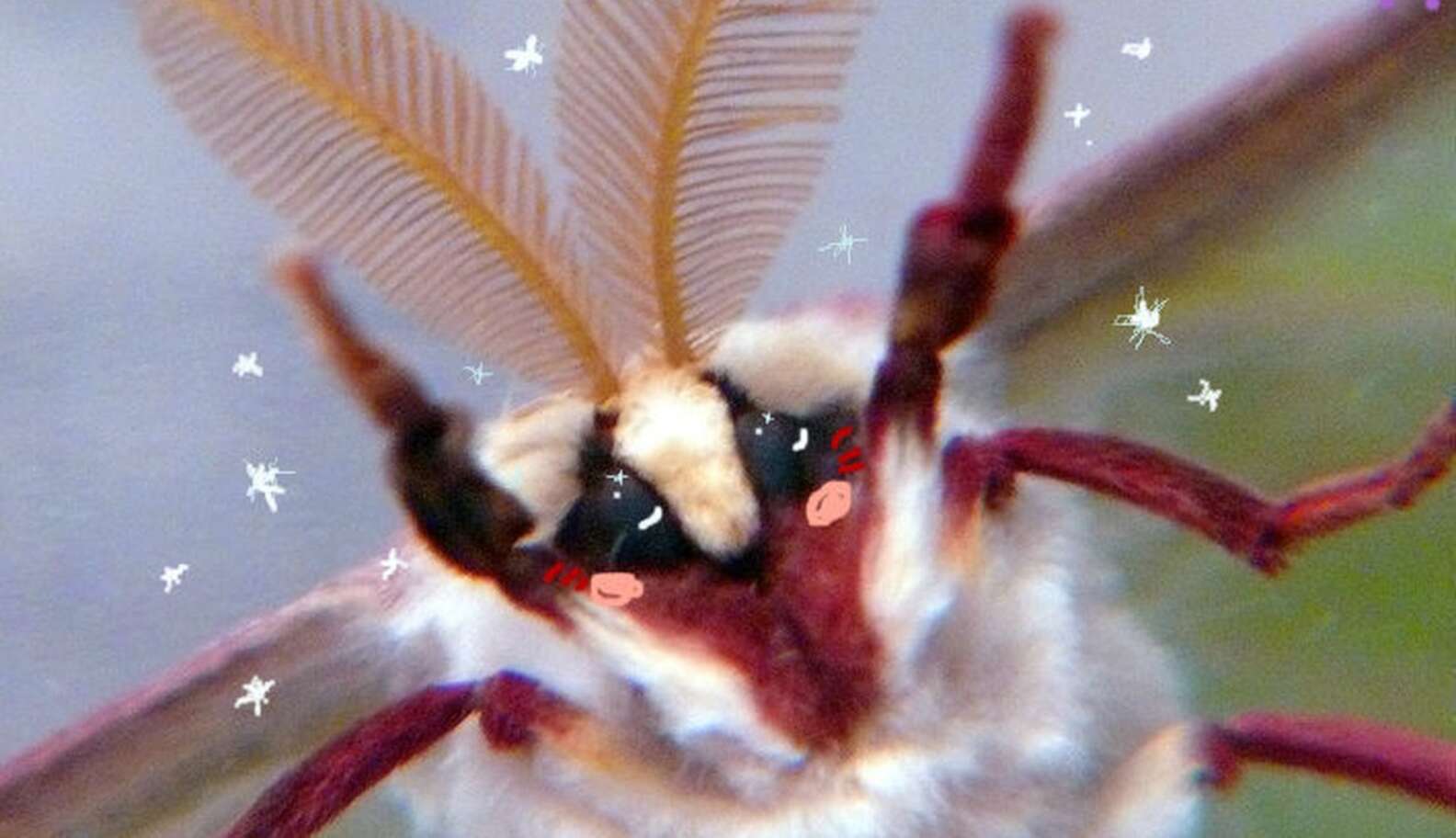 6 Furry Moths You Could Easily Take for a Pet The Dodo