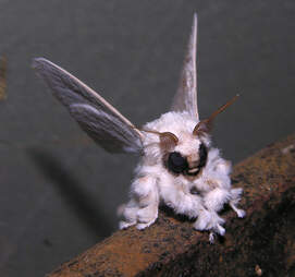 Venezuelan Poodle Moth