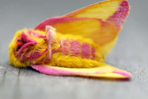 Rosy Maple Moth Lying on her Back