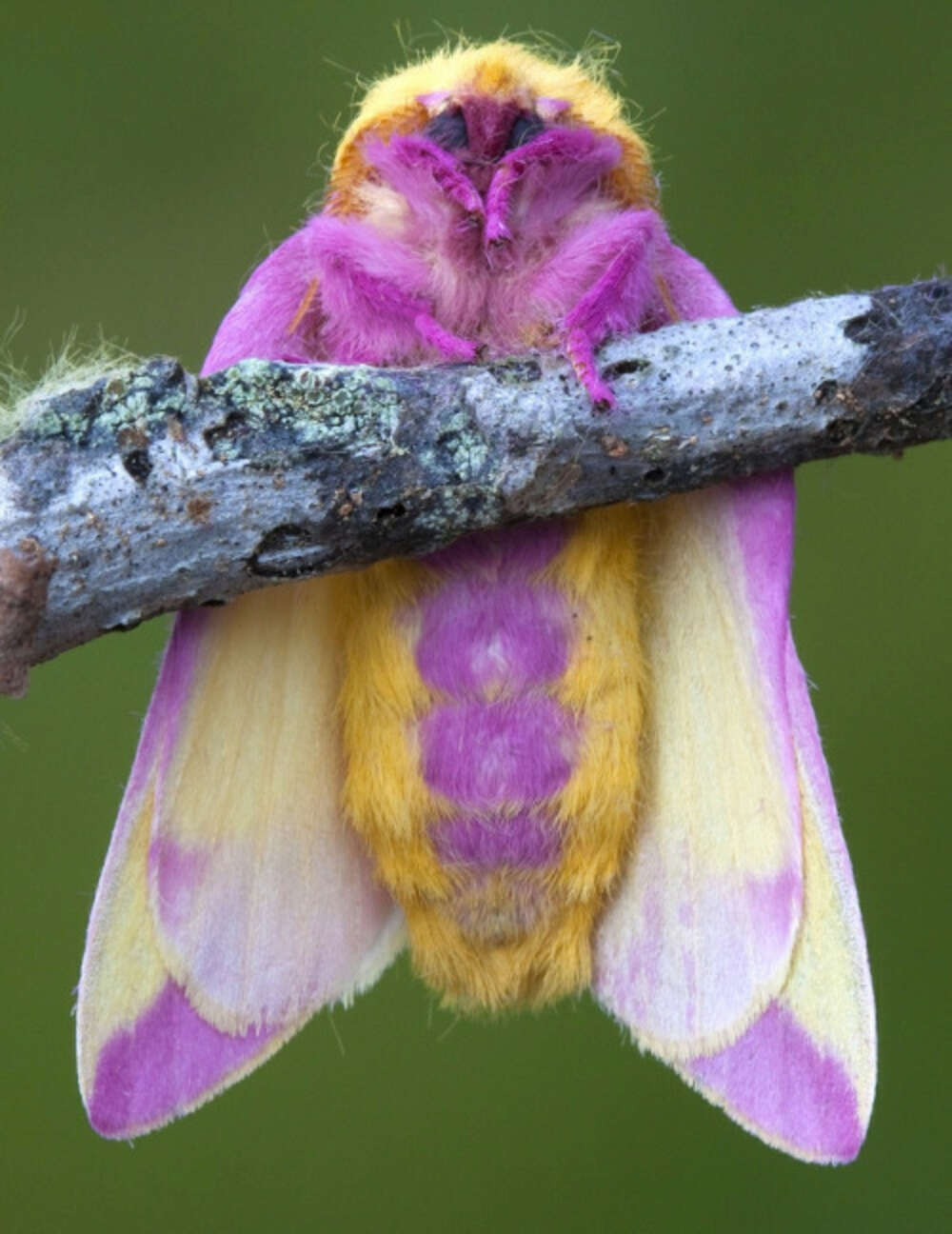 6 Furry Moths You Could Easily Take for a Pet The Dodo