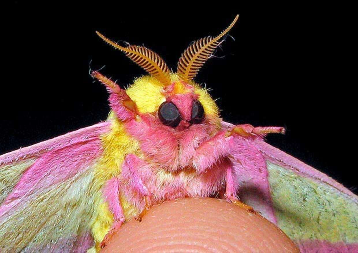 Rosy Maple Moth 