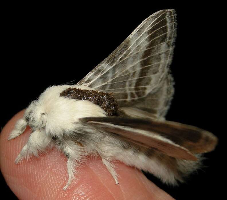 Large Spring Moth Giant Fluffy Moth