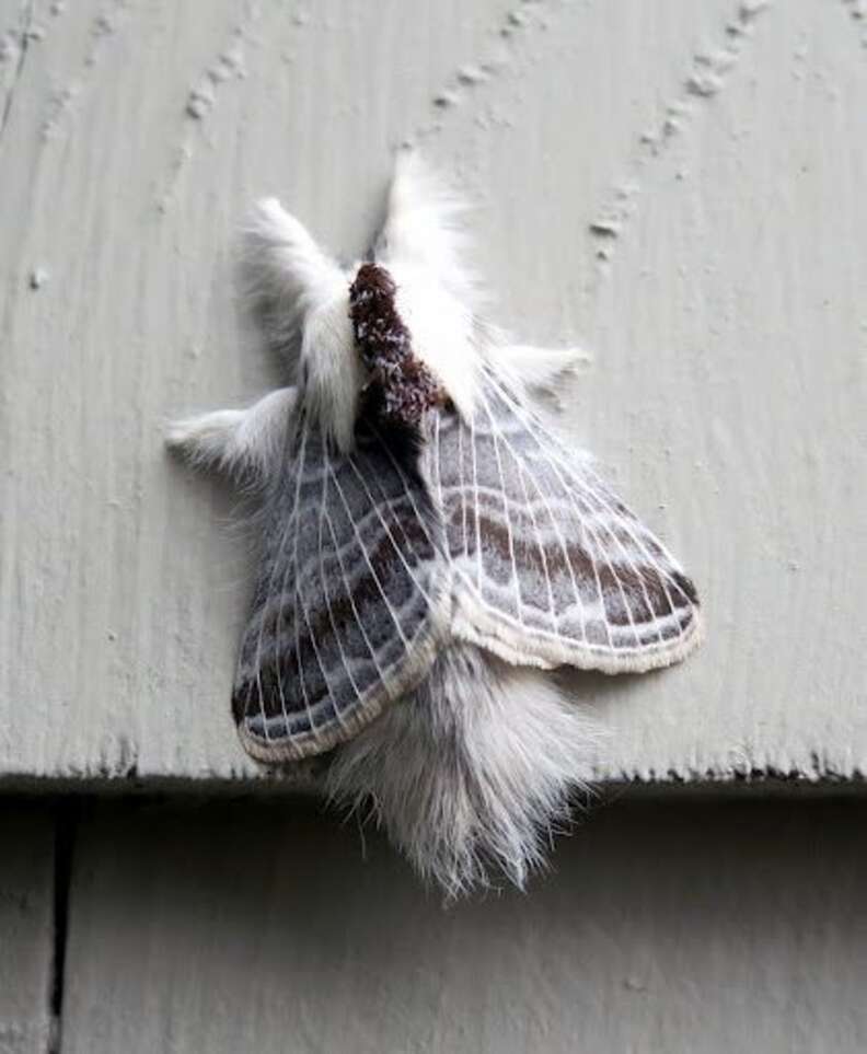 White Fuzzy Moth