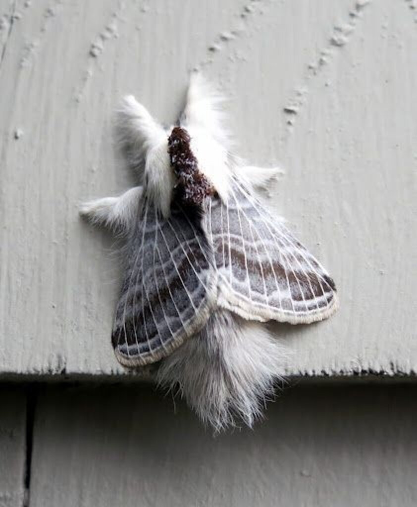 6 Furry Moths You Could Easily Take for a Pet The Dodo