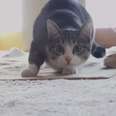 WATCH: Cats Having Epic Battles With Household Items