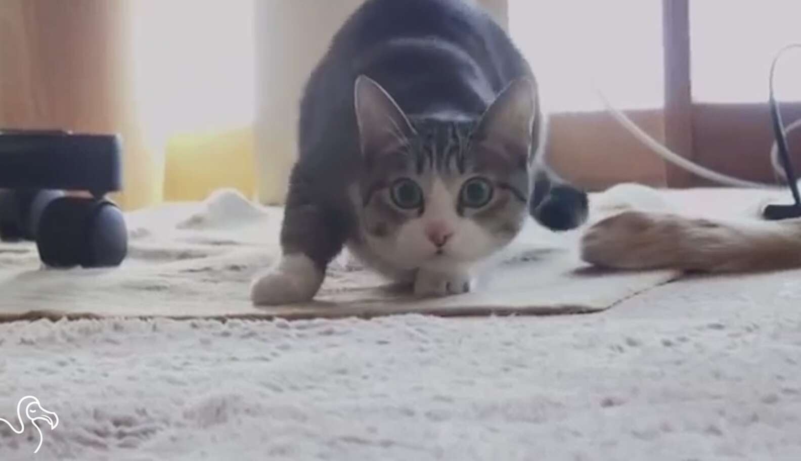 WATCH: Cats Having Epic Battles With Household Items - The Dodo