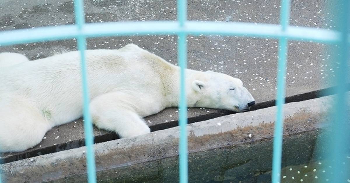 Polar Bears Travel Hundreds Of Miles. This One Is Trapped In A Tiny Pit. -  The Dodo