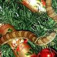 Woman Finds Deadly Snake Hanging Out In Her Christmas Tree