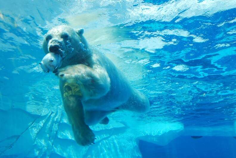 Polar Bears Travel Hundreds Of Miles. This One Is Trapped In A Tiny Pit ...