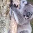 Baby Koala Bounces Around