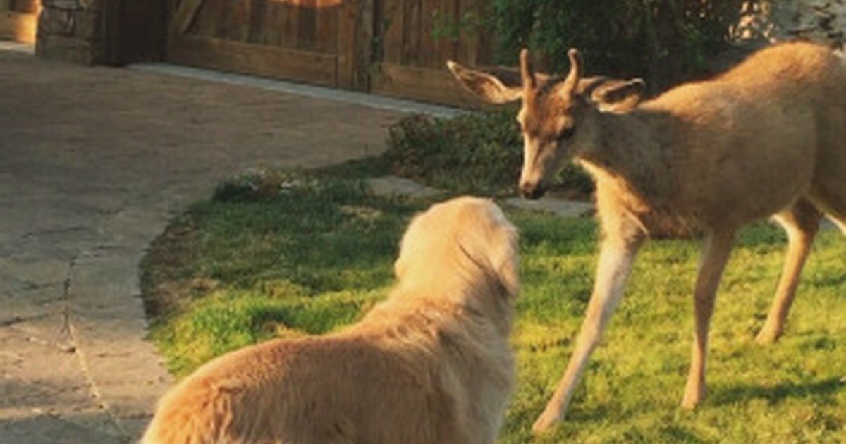 Deer Meets Dog, Leans In For Kiss - The Dodo