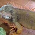 Watch The Moment This Iguana Completely Loses All Chill