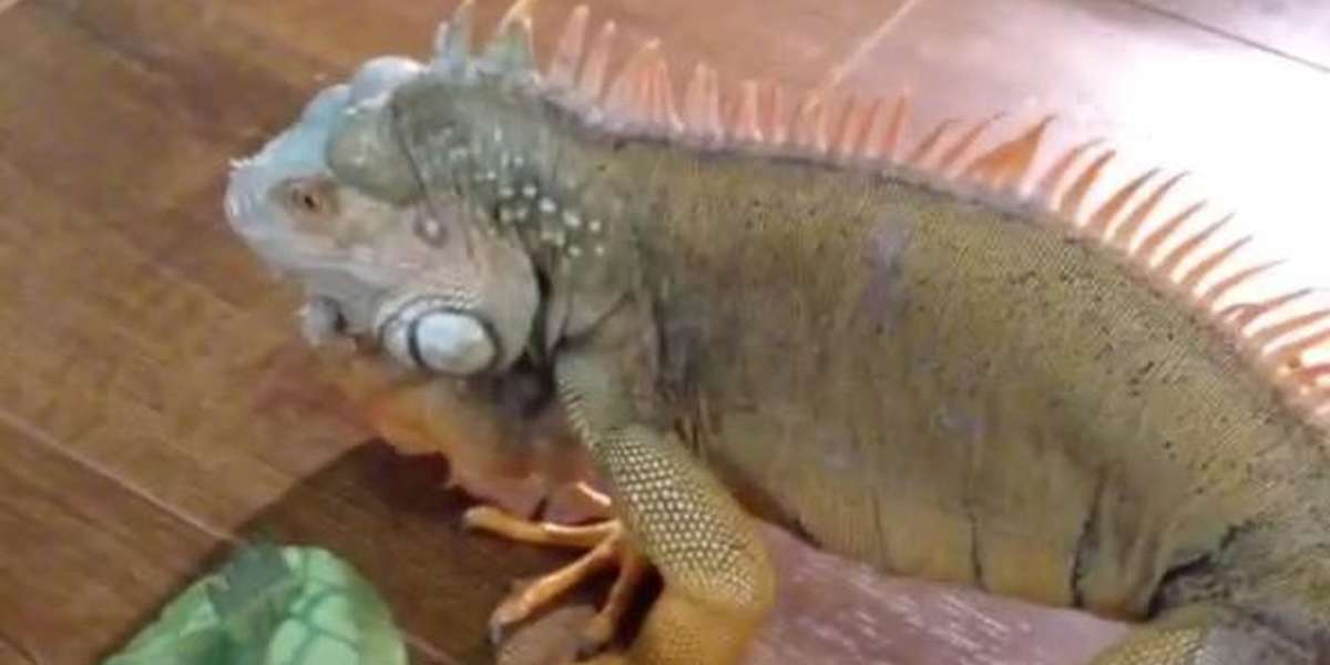 Encountering A 7 Foot Iguana A Shocking Close Call - nyd8a55