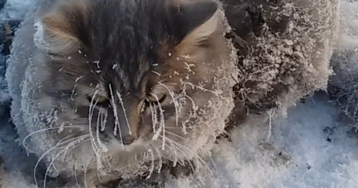 cat frozen to the ground barely alive rescued