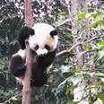 Giant Pandas Are No Longer Endangered