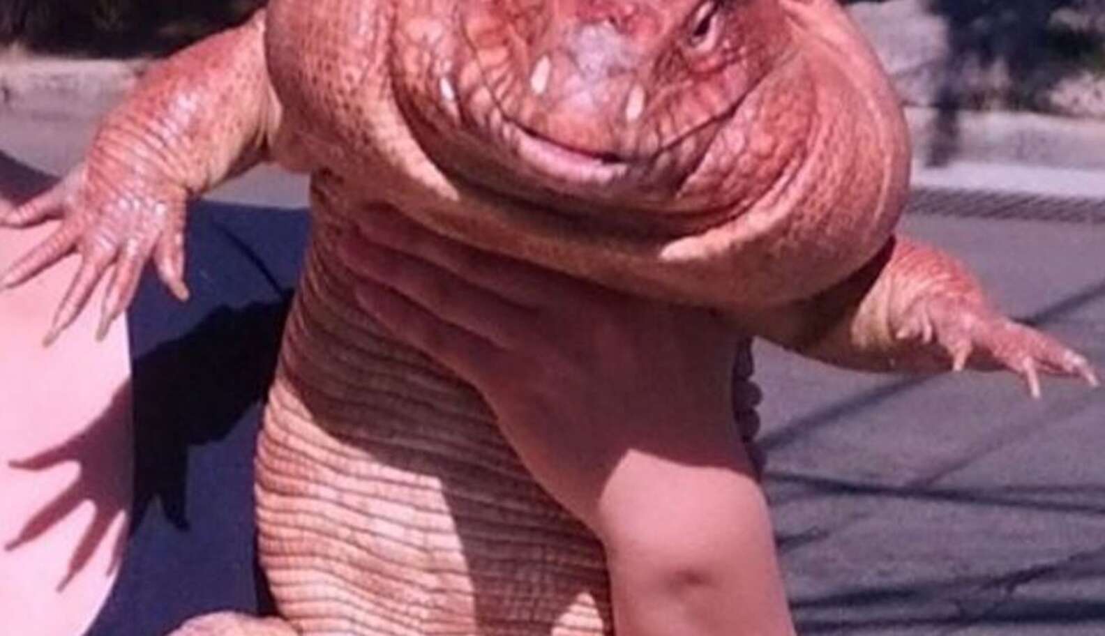 Giant Lizard's Favorite Thing To Do Is Cuddle With His Mom - The Dodo