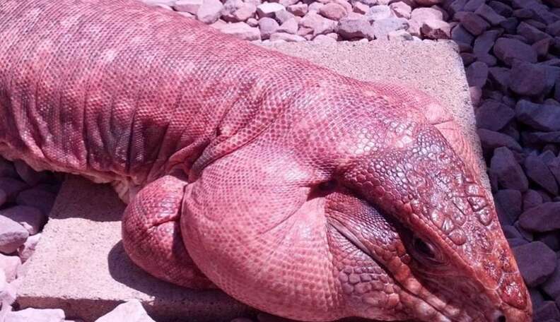 Big red best sale lizard pet