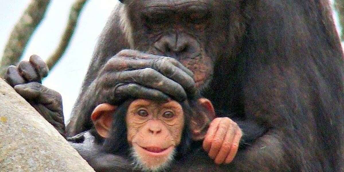 Baby Chimps Left Orphaned After Mother's Sudden Death - The Dodo