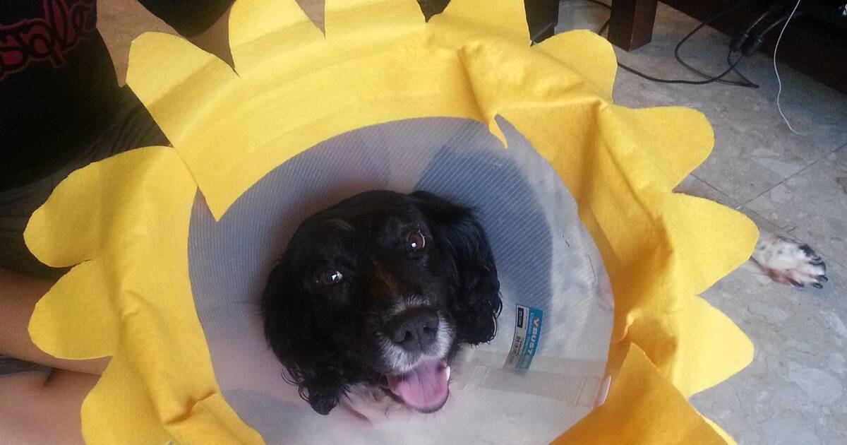 These Pets Are OWNING Their Cone Of Shame The Dodo