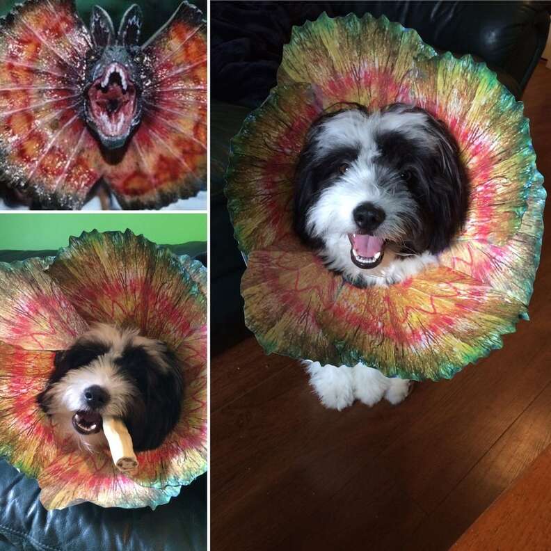 These Pets Are OWNING Their Cone Of Shame The Dodo