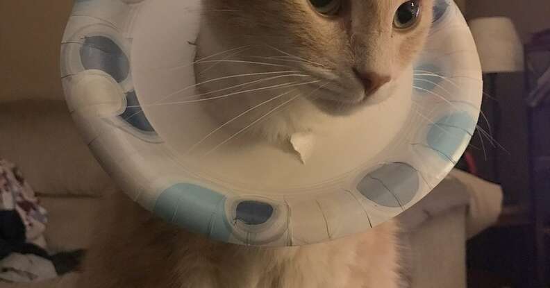 Martini cone 2024 of shame